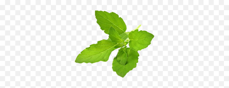 Mindalt Mood Enhancing Deodorant - Holy Basil Leaves Emoji,Basil Emoji