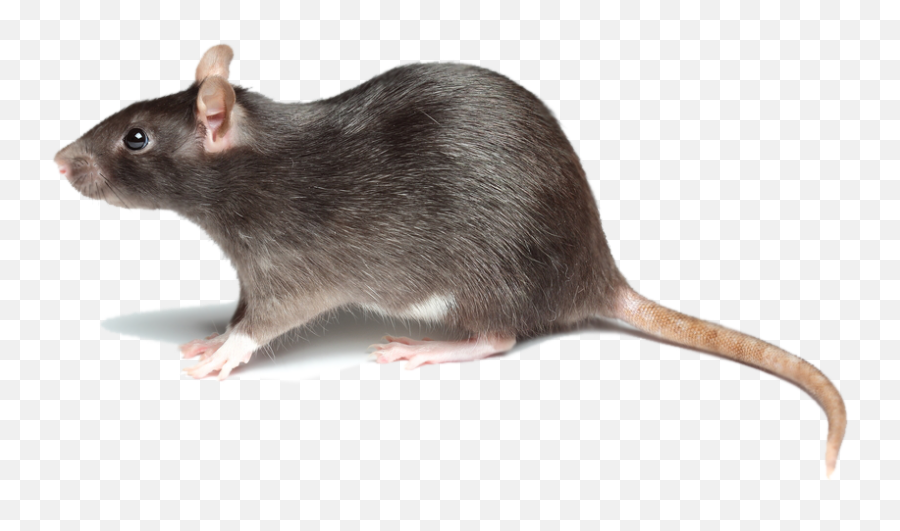 Rat Png Animal Mouse Mice White Rat Dead Rat Clipart - Eat Soap Emoji,Rat Emoji