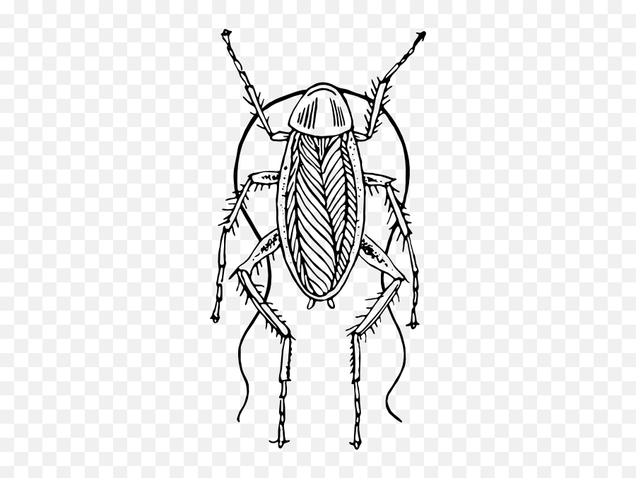 Free Cockroach Pictures Images - Cockroach Clipart Black And White Emoji,Roach Emoji
