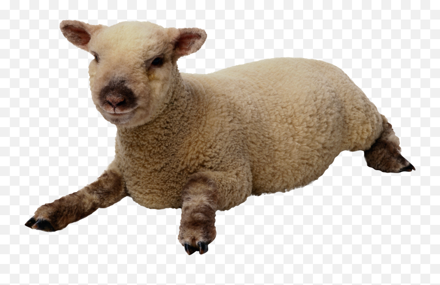 Png Images Best Free Clipart - Sheep Transparent Background Emoji,Lamb Emoji