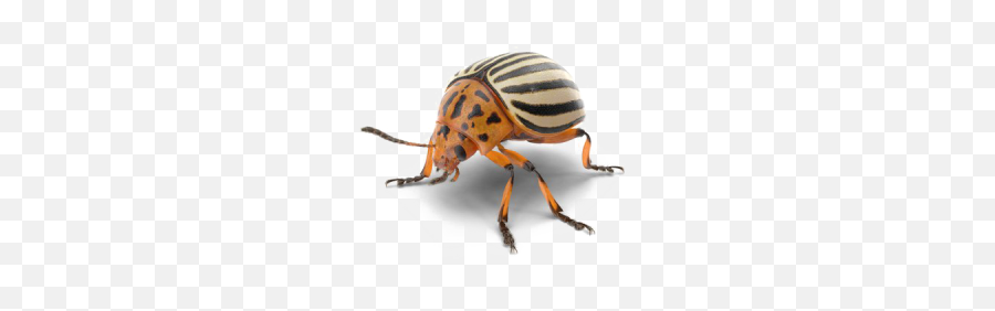 Beetle Png And Vectors For Free Download - Dlpngcom Colorado Potato Beetle Transparent Emoji,Beetle Emoji