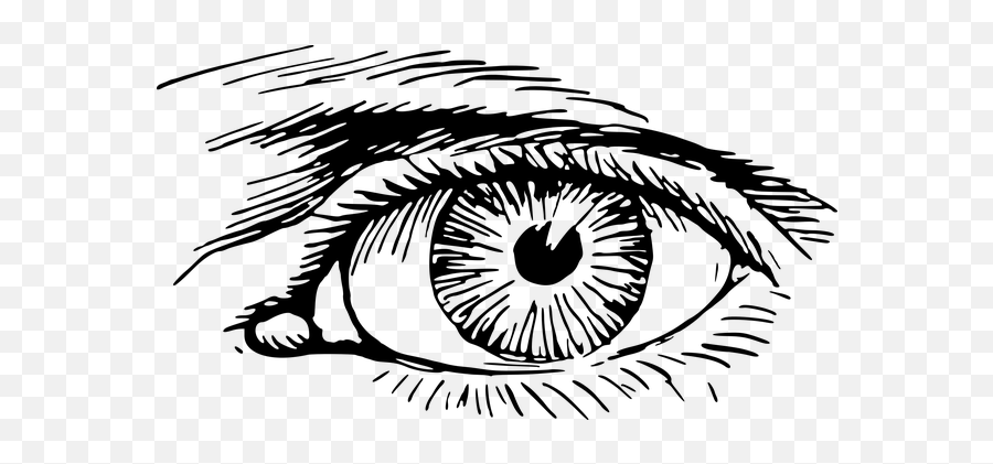 1000 Free Eyes U0026 Cat Vectors - Pixabay Eye Clipart Emoji,Eyeball Emojis