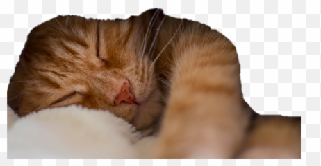 Cat Sleeping Ginger - Kitten Emoji
