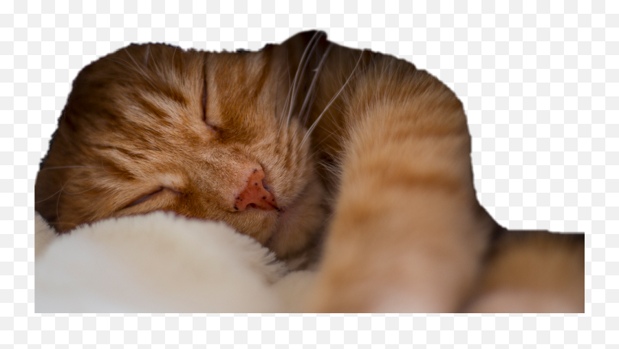Cat Sleeping Ginger - Kitten Emoji,Sleeping Cat Emoji