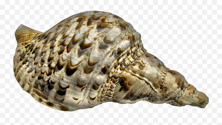 Snail Casing Sea Triton - Caracoles De Mar En Png Emoji,Conch Shell Emoji