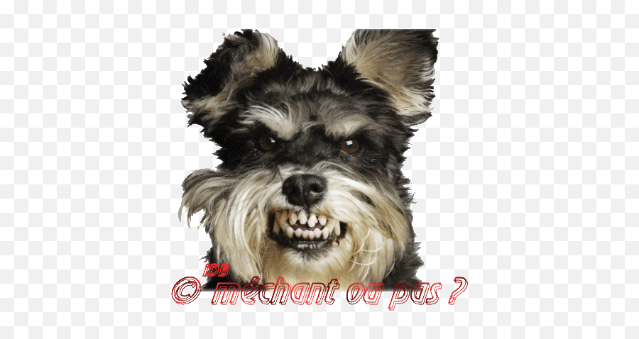 Top Mini Schnauzer Stickers For Android - Angry Mini Schnauzer Emoji,Schnauzer Emoji