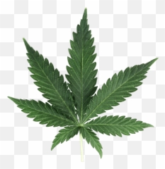 Weed Leaf Weedleaf Marijuanaleaf Cannabisleaf Greenleaf - Plant Transparent Background Emoji