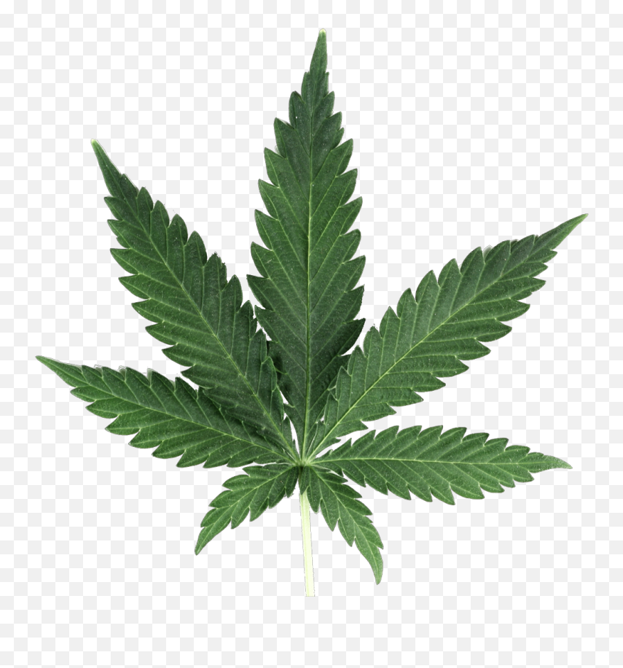 Weed Leaf Weedleaf Marijuanaleaf Cannabisleaf Greenleaf - Weed Plant Transparent Background Emoji,Emoji For Weed