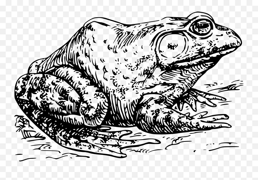 Bullfrog Vector Clipart Image - Drawing Of A Bullfrog Emoji,B Emoji
