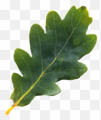 Download Free Png English Oak Tree Northern Red Oak Acorn - Oak Tree Leaf Png Emoji,Acorn Emoji