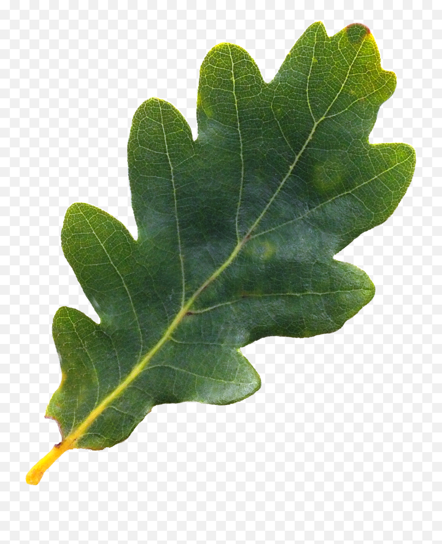 Download Free Png English Oak Tree Northern Red Oak Acorn - Oak Tree Leaf Png Emoji,Acorn Emoji