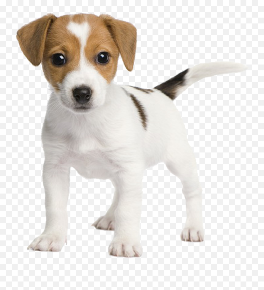 Download Chihuahua Russell Fox Miniature Rat Jack Bull - Jack Russell Terrier Puppy Emoji,Rat Emoticon