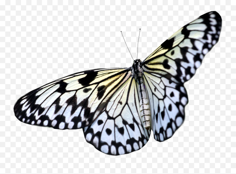 Butterfly Transparent Pictures Free Icons And Backgrounds - Real Butterfly Png Hd Emoji,Butterfly Emoji