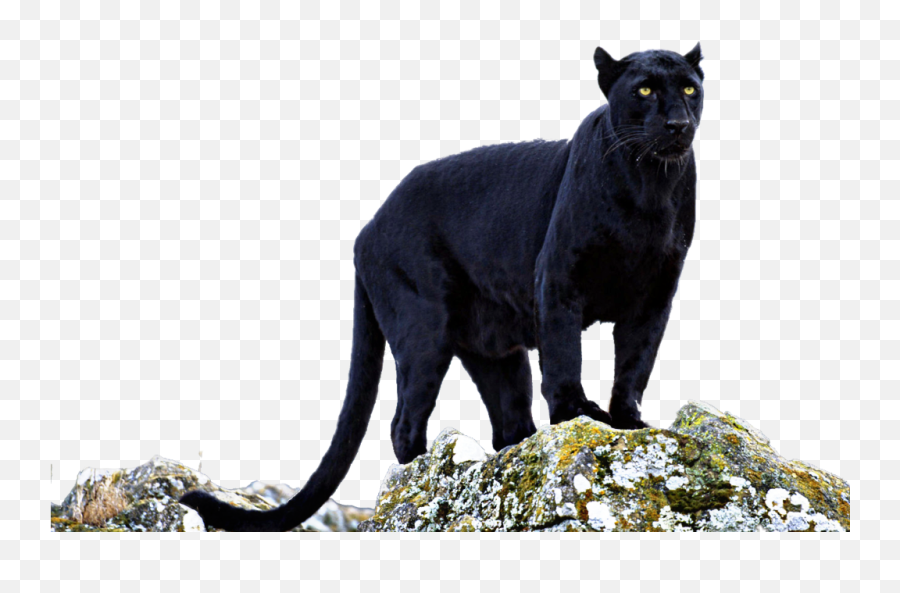 Eyes Wild Animal Claws Cat Feli - Animal Black Panther Pattern Emoji,Black Panther Emoji