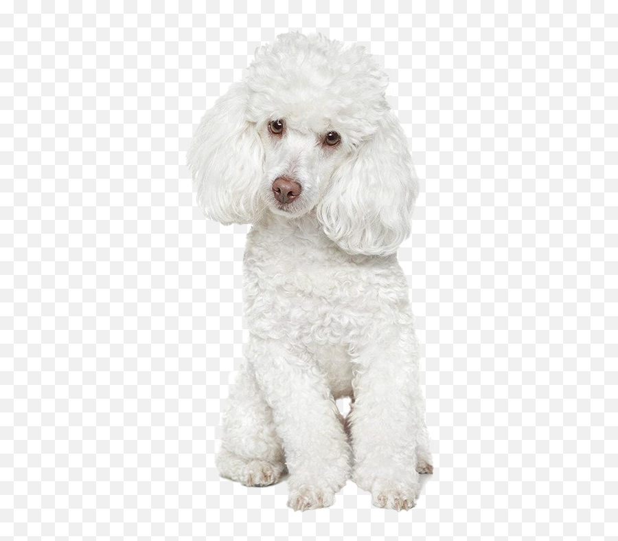 Poodle Png Transparent Images Png All - Avisos De Peluqueria Canina Emoji,Poodle Emoji