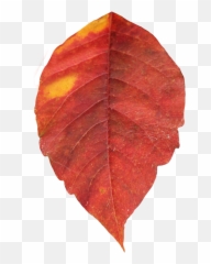 Leaves clipart red fall leaf - Single Images Png Emoji