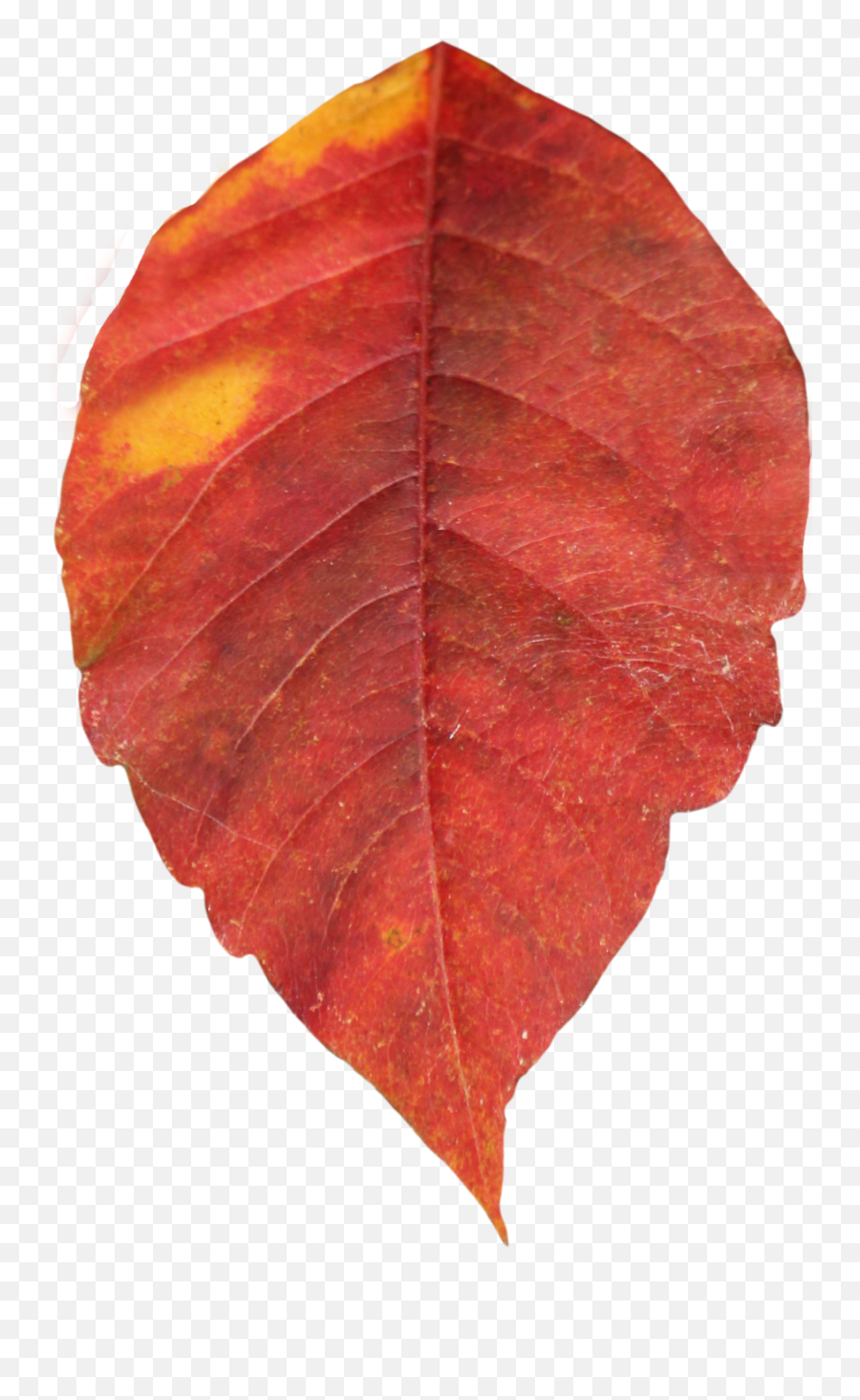 Leaves Clipart Red Fall Leaf Leaves Red Fall Leaf - Single Leaves Images Png Emoji,Autumn Leaf Emoji