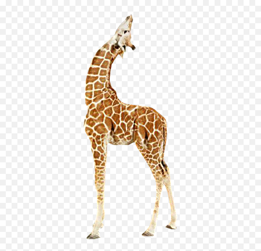 Giraffe Giraffes Animals Animal Nature Moodboard Fiesta - Transparent Background Baby Giraffe Png Emoji,Giraffe Emoji.com