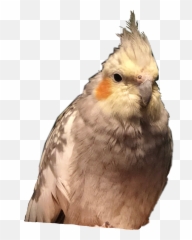 Cockatiel Cockatiels Bird Pet Bird - Cockatiel Emoji,Cockatiel Emoji