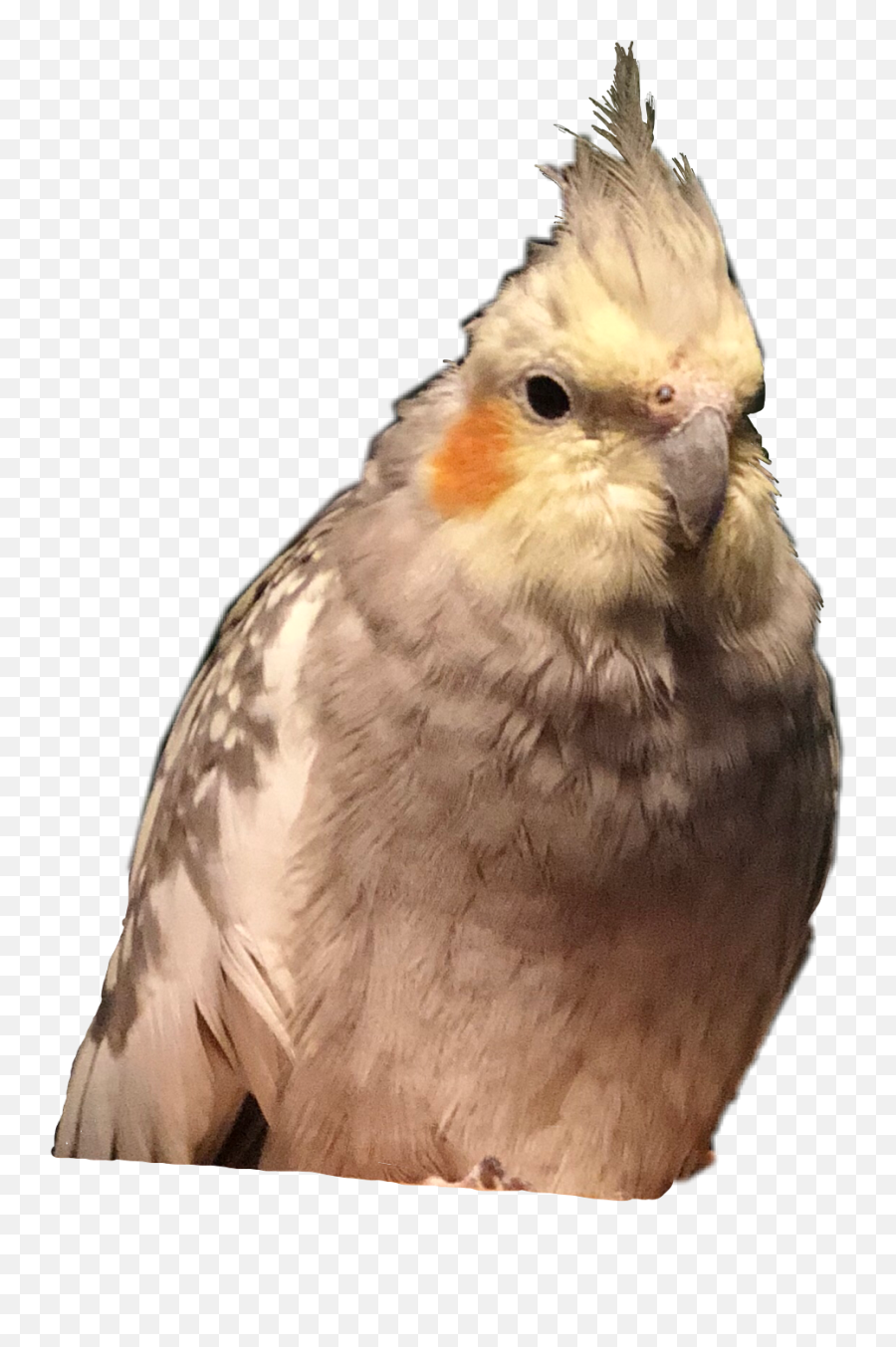 Cockatiel Cockatiels Bird Pet Bird - Cockatiel Emoji,Cockatiel Emoji