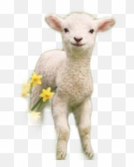 Lamb Sheep Spring Cute Sticker - Sheep Emoji,Lamb Emoji