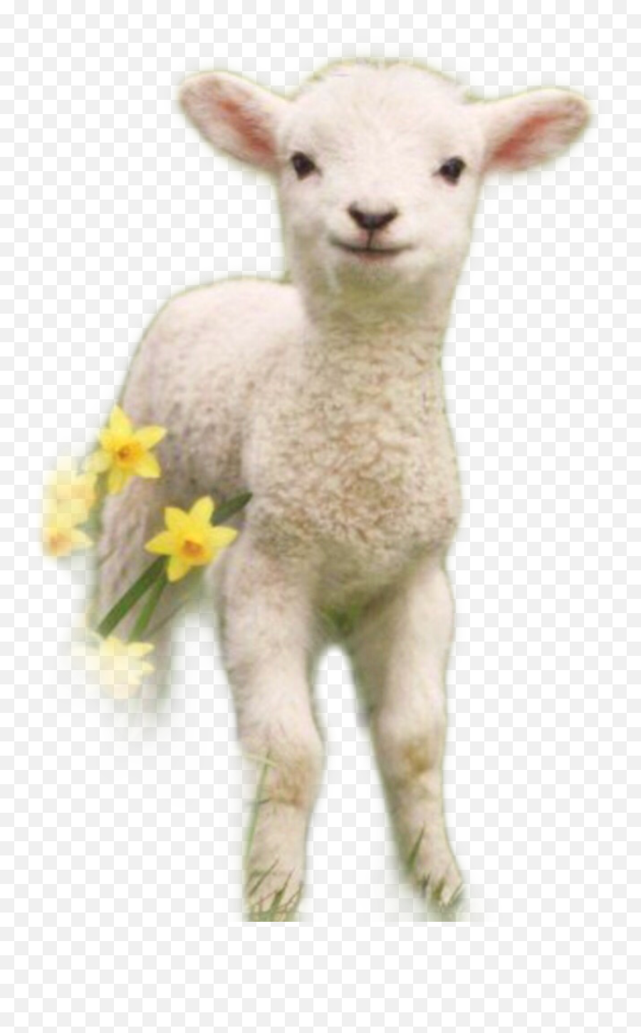 Lamb Sheep Spring Cute Sticker - Sheep Emoji,Lamb Emoji