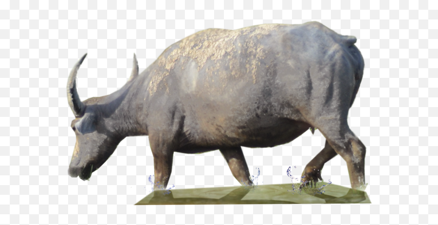 Water Buffalo - Sapi 3d Emoji,Buffalo Emoji