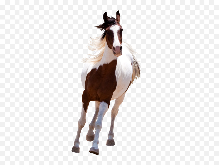 Horse Png And Vectors For Free Download - Horse Png Emoji,Man And Horse Emoji