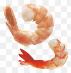 Shrimp Psd Official Psds - Shrimp Transparent Background Emoji,Shrimp Emoji