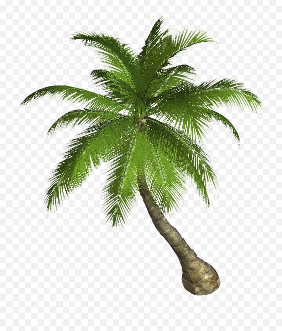 Palm Tree Png Image 2492 - Palm Tree Png Hd Emoji,Palm Tree Emoji Png