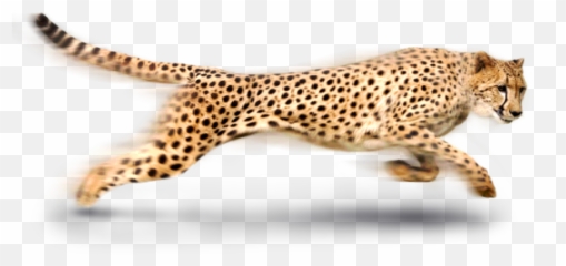 Cheetah Cheetahs Bigcat Bigcats Animals Animal Cats Cat - Cheetah Png Emoji,Cheetah Emoji