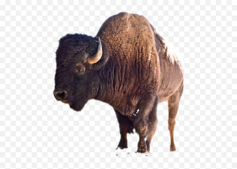 Bison Ftestickers Remixit - American Bison Emoji,Bison Emoji