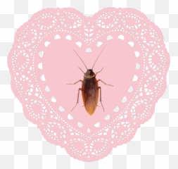 Roach Bug Bugs Nicoledollanganger - Transparent Heart Doily Emoji,Roach Emoji