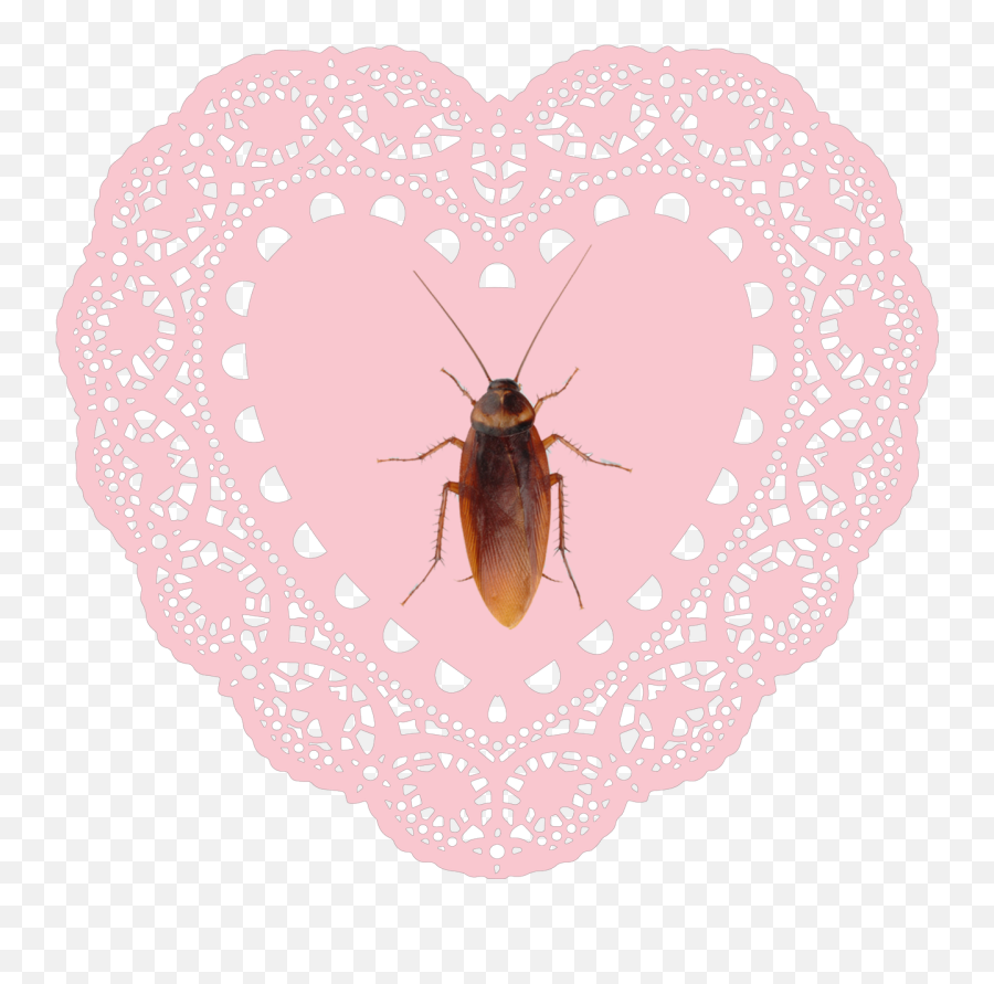Roach Bug Bugs Nicoledollanganger - Transparent Heart Doily Emoji,Roach Emoji
