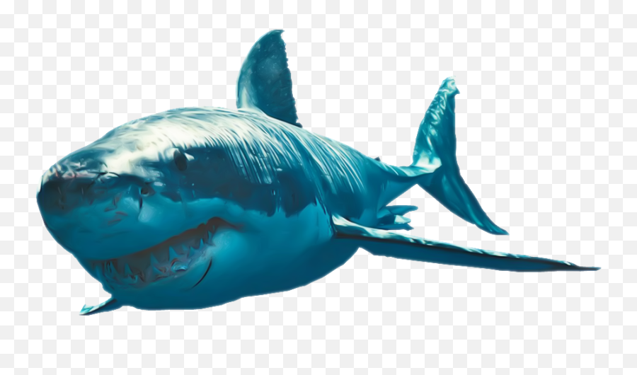 Great White Shark Photo Png - Great White Shark Png Emoji,Shark Fin Emoji