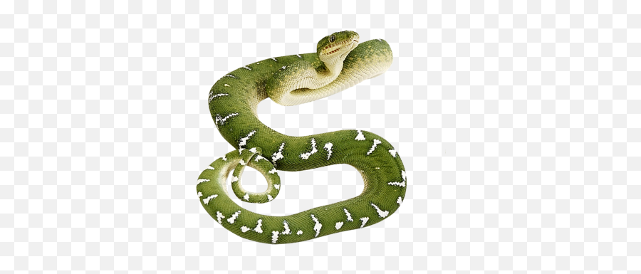 Free Png Images - Dlpngcom Green Snake Transparent Background Emoji,Snake Emoji Png