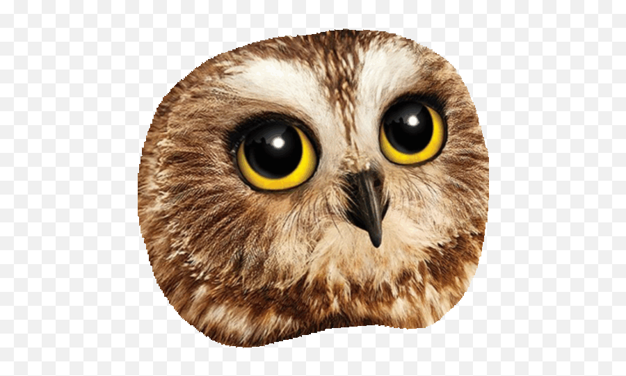 Tag For Owl Gif Gt 1000 Notes Dead Of Night Gif Wifflegif - Owl Sticker Gif Emoji,Owl Emojis For Android