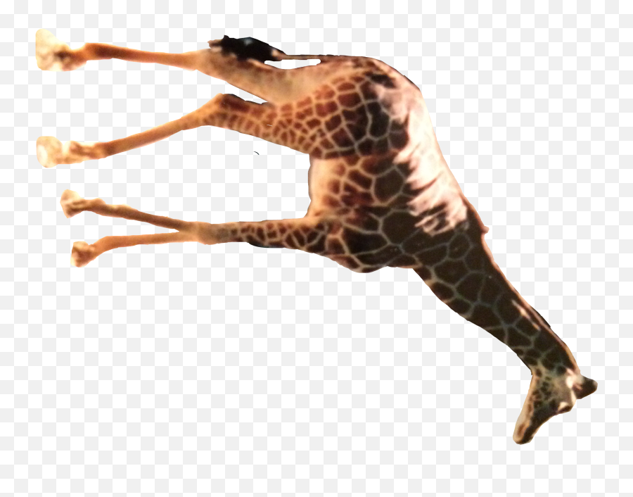 Popular And Trending - Northern Giraffe Emoji,Giraffeemoji.com