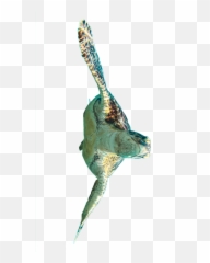 Tortoise Picsart Sticker - Bird Emoji,Turtle Bird Emoji