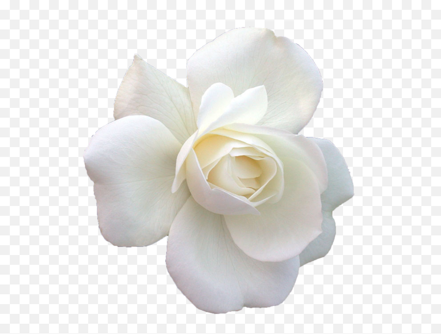 White Rose - White Roses Cut Out Emoji,White Rose Emoji