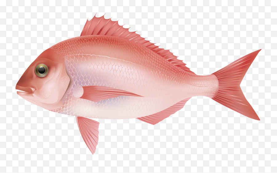 Download Fish Png 7 Hq Png Image - Pink Salt Water Fish Emoji,Tropical Fish Emoji