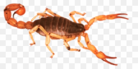 Insect Scorpion Desert Insects Ftestickers Sand Freetoe - Pest Emoji,Scorpion Emoji