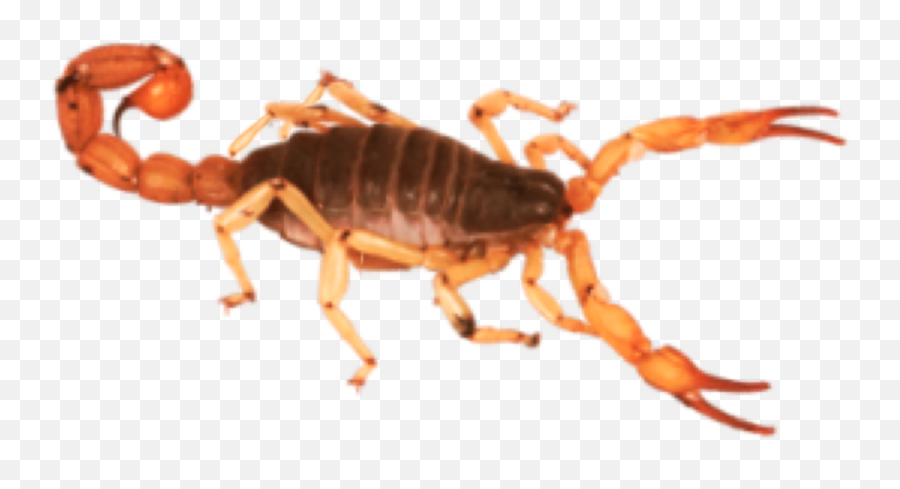 Insect Scorpion Desert Insects Ftestickers Sand Freetoe - Pest Emoji,Scorpion Emoji