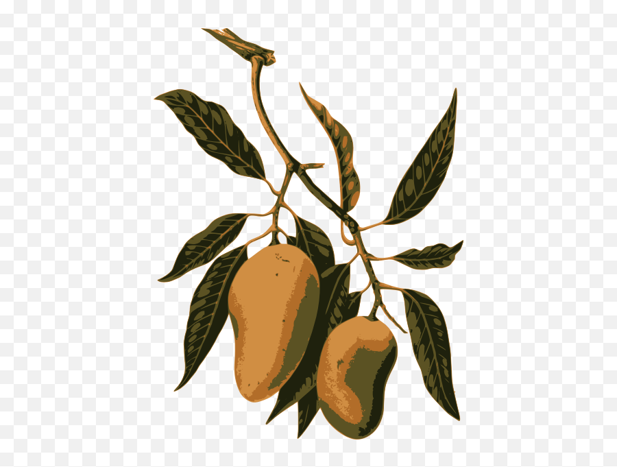Mango Fruit - Mango Tree Old Illustration Emoji,Olive Branch Emoji