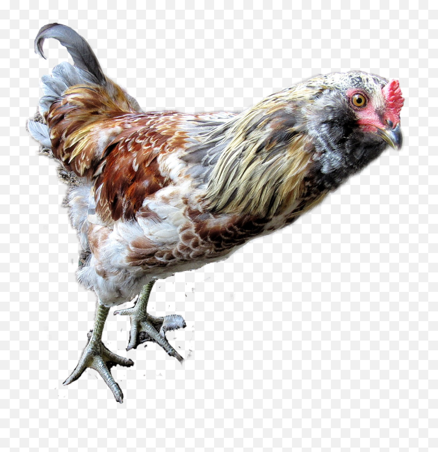 Lily The Rooster Chicken Chickens Poultry Bird Birds - Chicken Emoji,Rooster Emoji