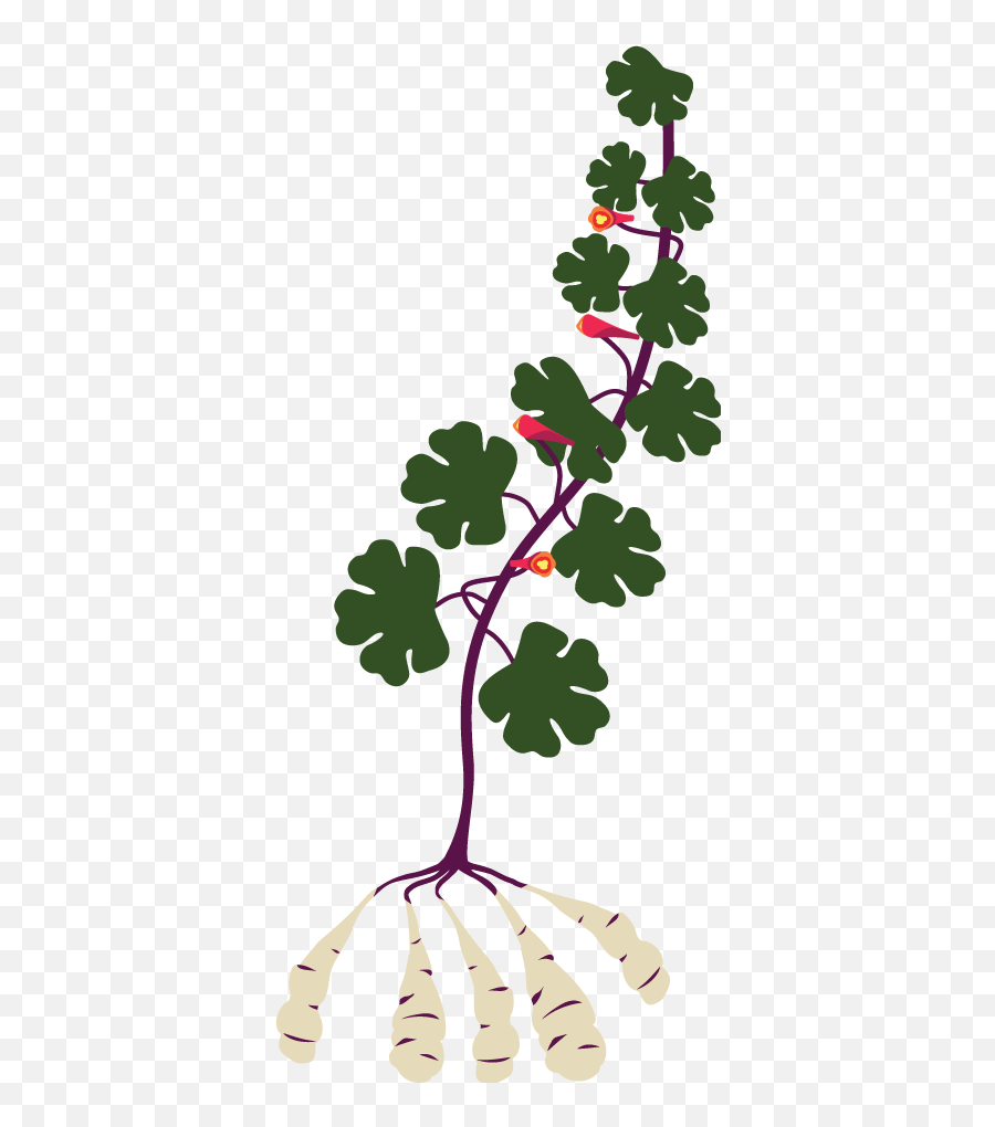 Seedling Clipart Many Plant Seedling Many Plant Transparent - Tropaeolum Tuberosum Emoji,Sprout Emoji