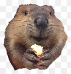 Bóbr Sticker By Ola - Beaver Munching Emoji,Groundhog Emoji