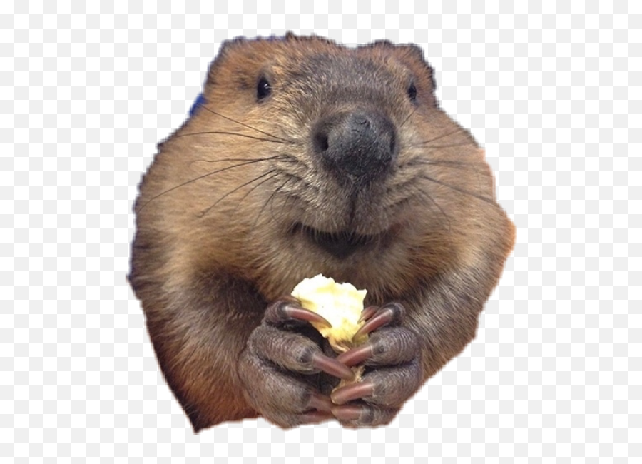 Bóbr Sticker By Ola - Beaver Munching Emoji,Groundhog Emoji