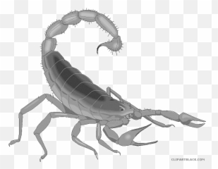 570 Scorpion Free Clipart - Moving Animated Scorpion Gif Emoji,Scorpion Emoji