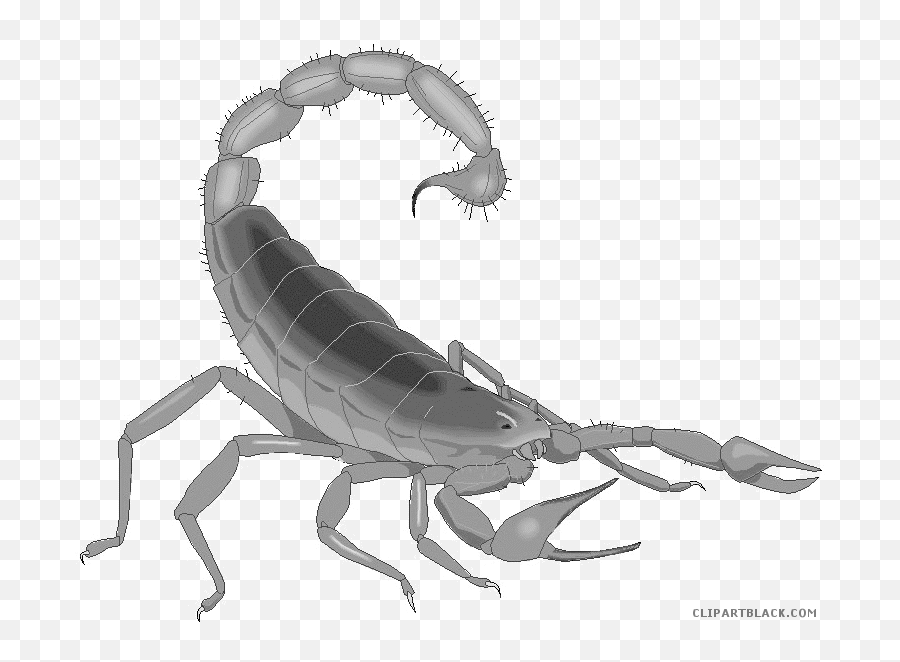 570 Scorpion Free Clipart - Moving Animated Scorpion Gif Emoji,Scorpion Emoji